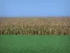Paisajes del Vienne - La hierba verde, campo de maíz y el cielo azul
