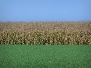 Paisajes del Vienne - La hierba verde, campo de maíz y el cielo azul