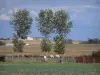 Paisajes del Vienne - Campos, los caballos en un prado, árboles y granjas