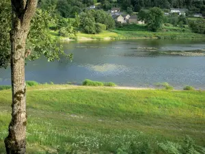 Pannecière lake - Tree in a blooming meadow, artificial lake (Pannecière-Chaumard reservoir-lake) and houses; in the Morvan Regional Nature Park