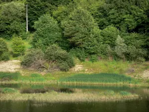 Pannecière lake - Artificial lake (Pannecière-Chaumard reservoir-lake), aquatic flora and bank planted with trees; in the Morvan Regional Nature Park