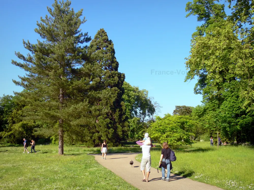 Le parc de Bagatelle - Parc de Bagatelle: Balade le long des allées du parc planté d'arbres