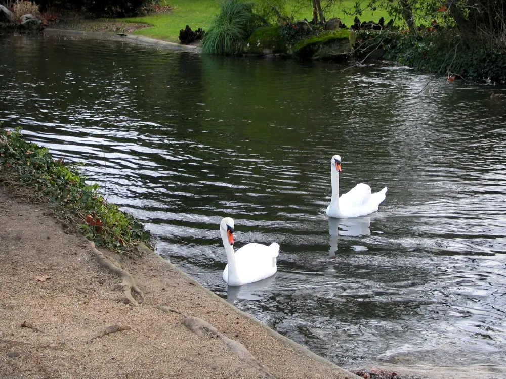 Le parc de Bagatelle - Parc de Bagatelle: Deux cygnes flottant sur l'eau