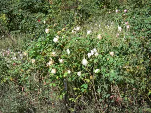 Parc des Chemins de la Rose - Roseraie : roses (rosiers), à Doué-la-Fontaine