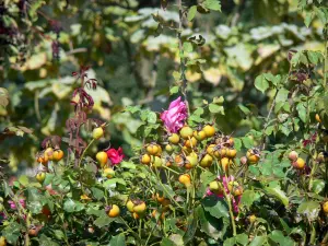 Parc des Chemins de la Rose - Rozentuin: rozen en vruchten (rozenbottels) van rozen, Doue-la-Fontaine
