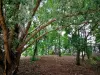 Parc départemental de l'Île-Saint-Denis - Sous les arbres