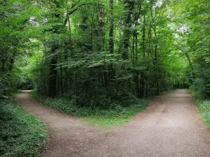 Parc forestier de la Poudrerie - Chemins traversant la forêt