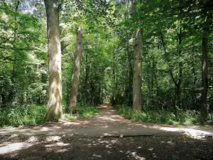 Parc forestier de la Poudrerie - Chemin traversant la forêt