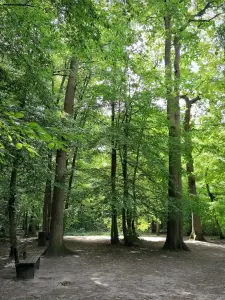 Parc forestier de la Poudrerie - Banc à l'ombre des arbres