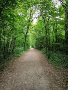 Parc forestier de la Poudrerie - Chemin bordé d'arbres