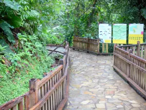 Parc National de la Guadeloupe - Dans la forêt tropicale, parcours aménagé menant à la cascade aux Écrevisses