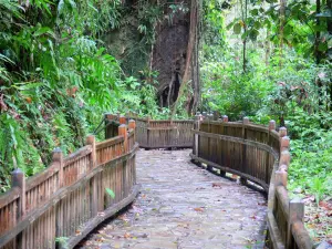 Parc National de la Guadeloupe - Dans la forêt tropicale, parcours aménagé menant à la cascade aux Écrevisses