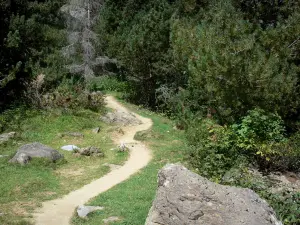 Parc National des Pyrénées - Sentier de randonnée bordé d'arbres