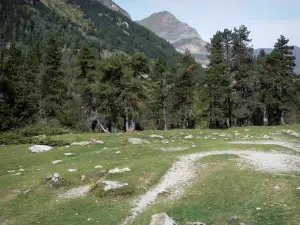 Parc National des Pyrénées - Herbage (pelouse) et sapins