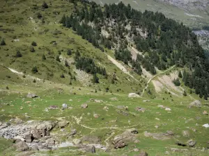 Parc National des Pyrénées - Pelouses parsemées de pierres et sapins