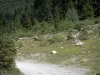 Parc National des Pyrénées - Sentier bordé d'arbustes