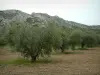 Le Parc Naturel Régional des Alpilles - Chaîne des Alpilles: Olivier et chaîne calcaire des Alpilles