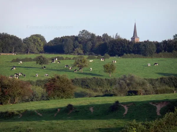 Parc Naturel Régional de l'Avesnois - Prairies, troupeau de vaches, arbres et clocher d'une église