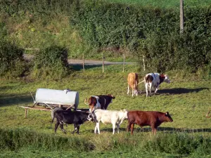 Parc Naturel Régional de l'Avesnois - Vaches dans un pâturage