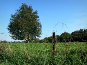 Parc Naturel Régional de l'Avesnois - Clôture d'un champ, épis et arbres