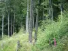 Le Parc Naturel Régional des Ballons des Vosges