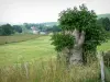 Parc Naturel Régional des Boucles de la Seine Normande - Marais Vernier : arbre en premier plan, prés, et pigeonnier en arrière-plan