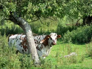 Parc Naturel Régional des Boucles de la Seine Normande - Marais Vernier : vache normande dans un pré