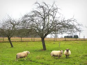 Parc Naturel Régional des Boucles de la Seine Normande - Moutons dans une prairie et arbres