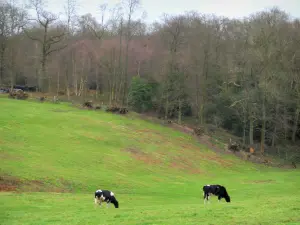 Parc Naturel Régional des Boucles de la Seine Normande - Vaches normandes dans une prairie et arbres d'une forêt