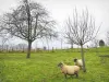 Parc Naturel Régional des Boucles de la Seine Normande - Moutons dans une prairie et arbres