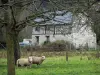 Parc Naturel Régional des Boucles de la Seine Normande - Moutons dans une prairie, arbres et maison