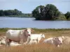 Parc Naturel Régional de la Brenne - Vaches au bord de l'étang du Blizon