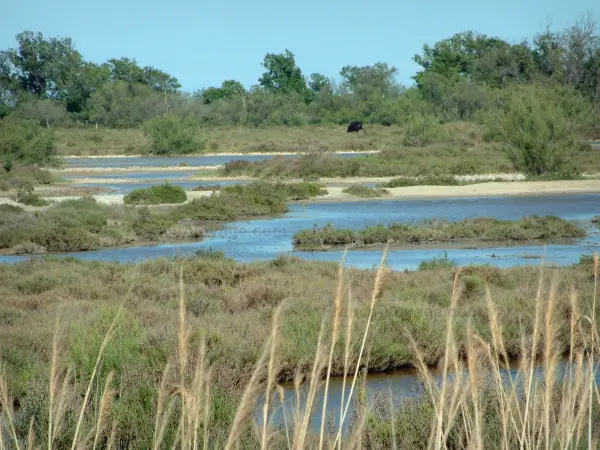 Le Parc Naturel Régional de Camargue - Guide tourisme, vacances & week-end dans les Bouches-du-Rhône