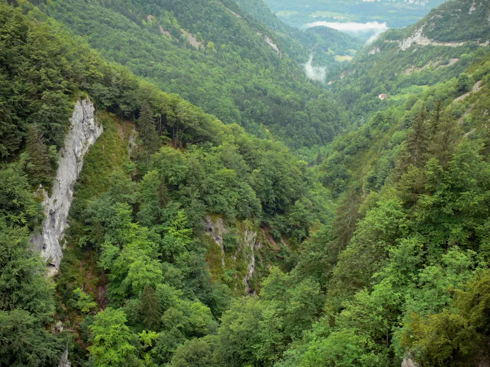 Le Parc Naturel Régional du Haut-Jura - Parc Naturel Régional du Haut-Jura: Gorges du Flumen, arbres