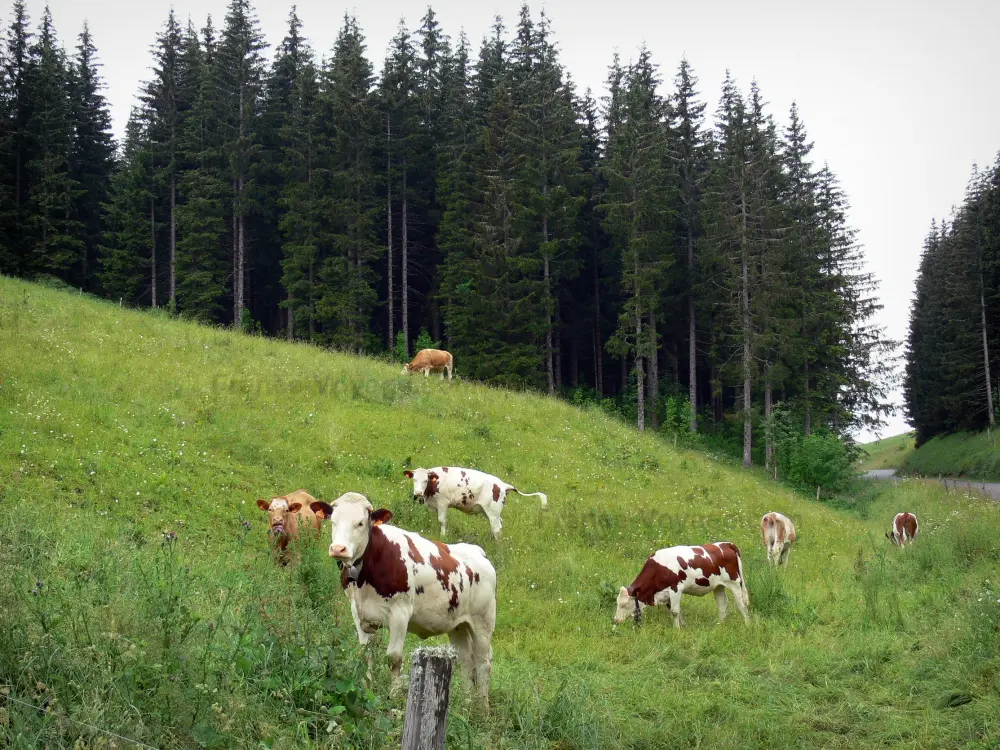 Le Parc Naturel Régional du Haut-Jura - Parc Naturel Régional du Haut-Jura: Alpage (pâturage) avec des vaches et sapins (arbres)