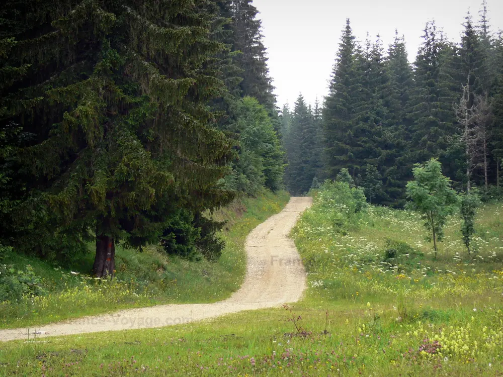 Le Parc Naturel Régional du Haut-Jura - Parc Naturel Régional du Haut-Jura: Chemin bordé de fleurs sauvages et de sapins (arbres)