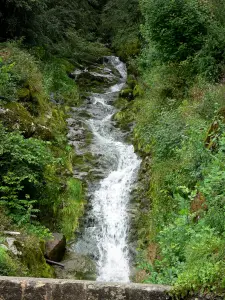Parc Naturel Régional du Haut-Jura - Chute d'eau et végétation