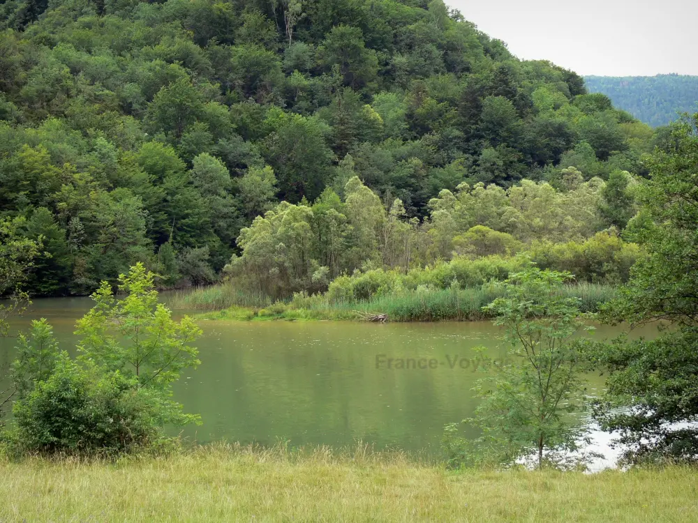 Le Parc Naturel Régional du Haut-Jura - Parc Naturel Régional du Haut-Jura: Plan d'eau, rive et arbres