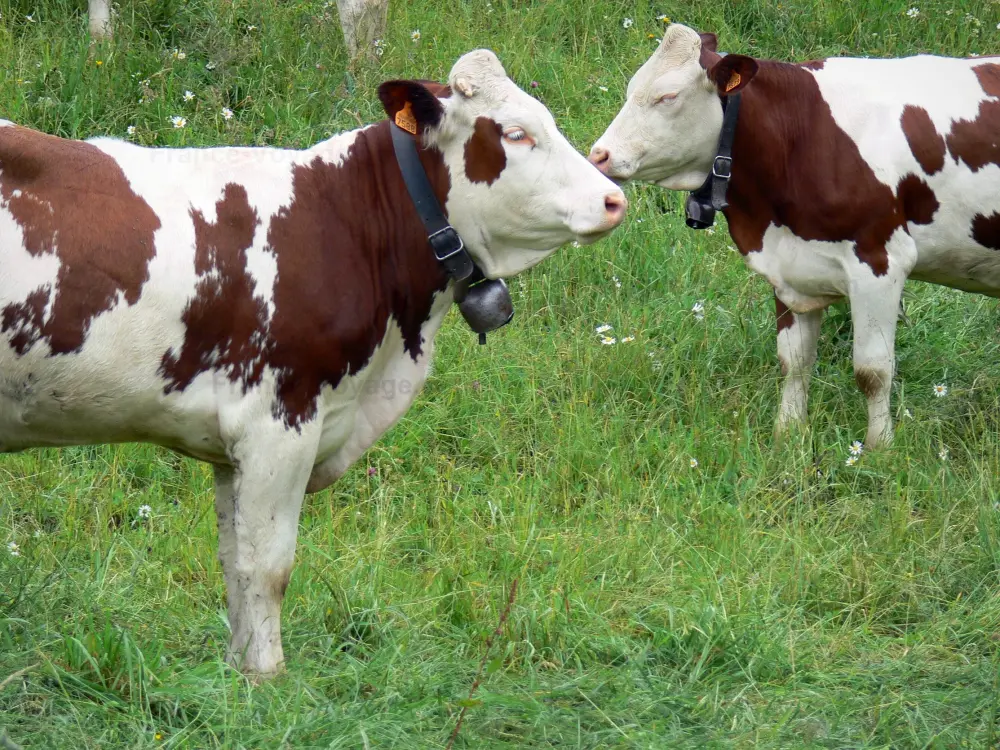 Le Parc Naturel Régional du Haut-Jura - Parc Naturel Régional du Haut-Jura: Deux vaches Montbéliardes munies de cloches