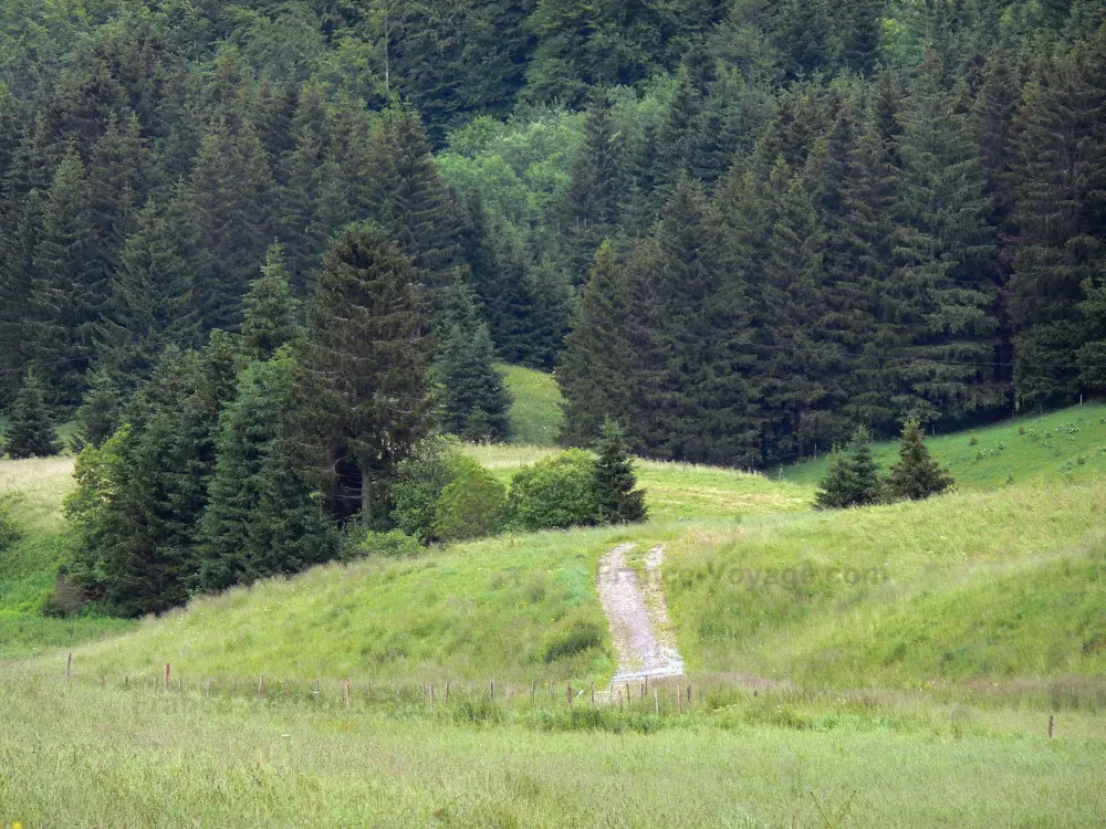 Le Parc Naturel Régional du Haut-Jura - Parc Naturel Régional du Haut-Jura: Sentier bordé de prairies et sapins (arbres)