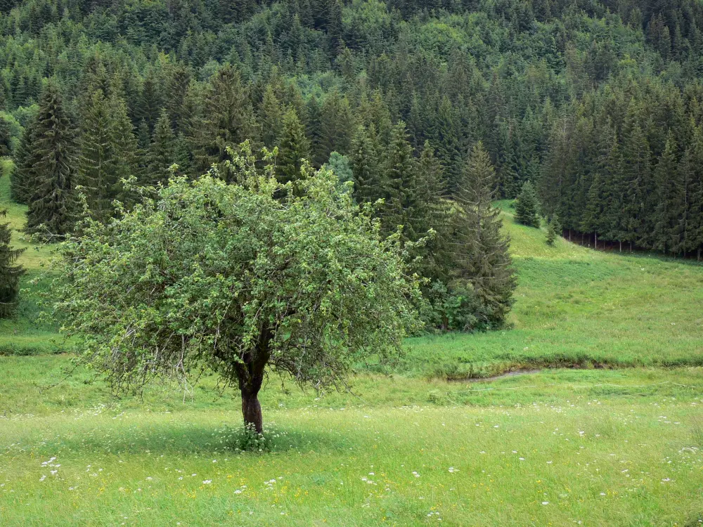 Le Parc Naturel Régional du Haut-Jura - Parc Naturel Régional du Haut-Jura: Arbre dans une prairie en fleurs et forêt de sapins