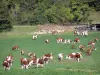Parc Naturel Régional du Haut-Jura - Massif du Jura : troupeau de vaches dans une prairie, tas de bois coupé, et arbres