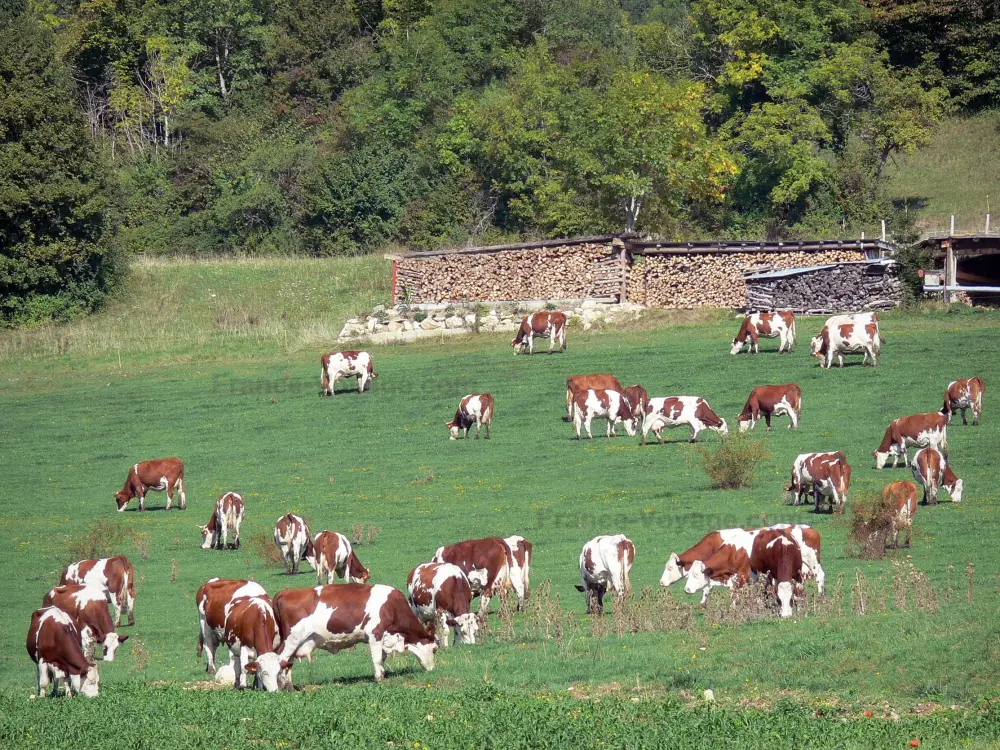 Le Parc Naturel Régional du Haut-Jura - Parc Naturel Régional du Haut-Jura: Massif du Jura : troupeau de vaches dans une prairie, tas de bois coupé, et arbres