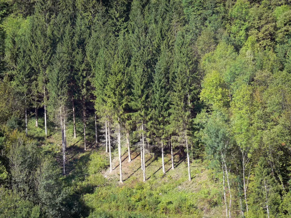 Le Parc Naturel Régional du Haut-Jura - Parc Naturel Régional du Haut-Jura: Massif du Jura : arbres d'une forêt