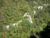 Parc Naturel Régional du Haut-Jura - Massif du Jura : arbres d'une forêt