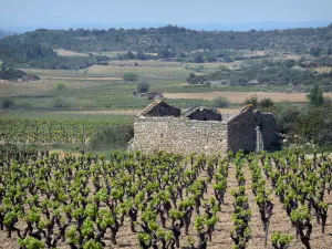 Parc Naturel Régional du Haut-Languedoc - Ruines d'une cabane en pierre, champs de vignes et arbres