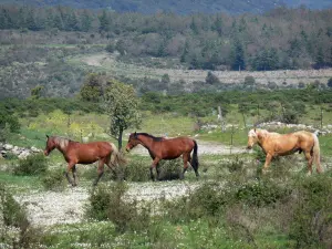 Parc Naturel Régional du Haut-Languedoc - Chevaux dans une prairie