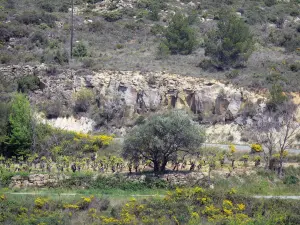 Parc Naturel Régional du Haut-Languedoc - Roche, vignes, genêts en fleurs et arbres