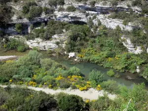 Parc Naturel Régional du Haut-Languedoc - Parois rocheuses, arbustes, rivière et genêts en fleurs