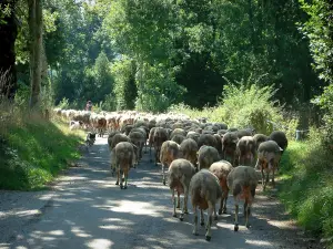 Parc Naturel Régional du Haut-Languedoc - Route bordée d'arbres avec un troupeau de moutons